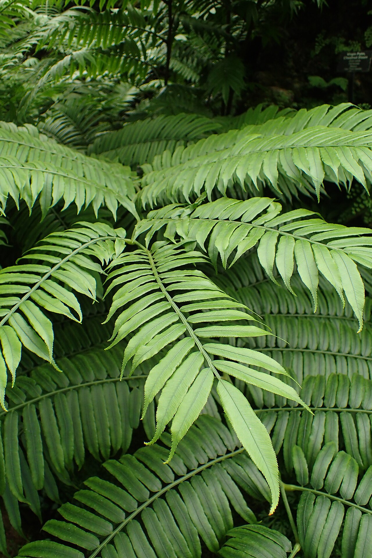 King fern
