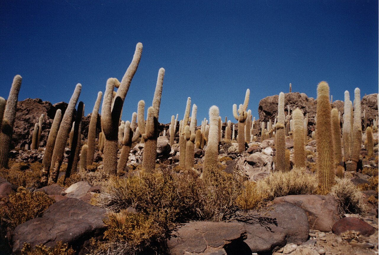 Echinopsis tarijensis