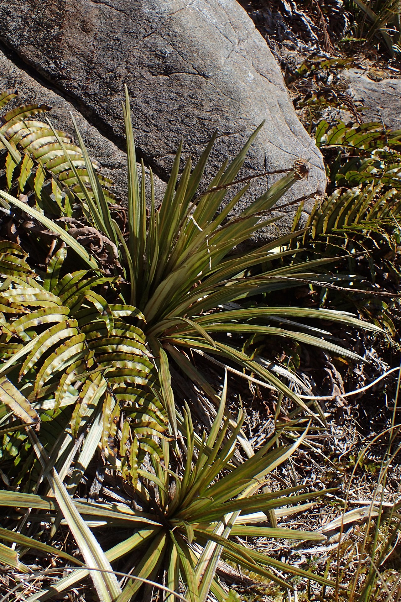 Celmisia armstrongii