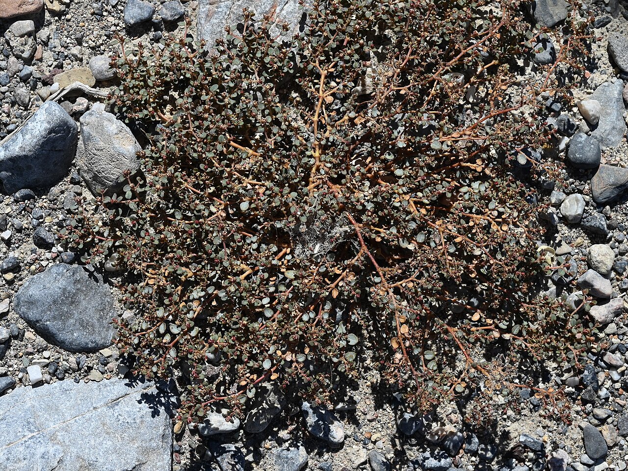 Euphorbia parishii