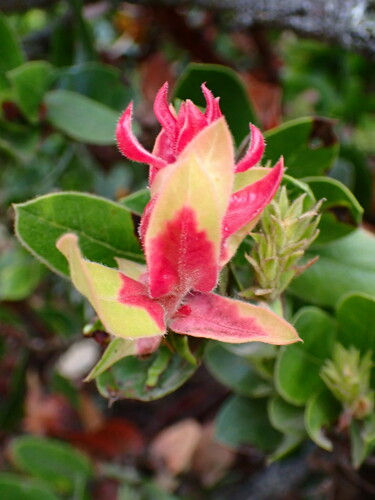 Exobasidium arctostaphyli
