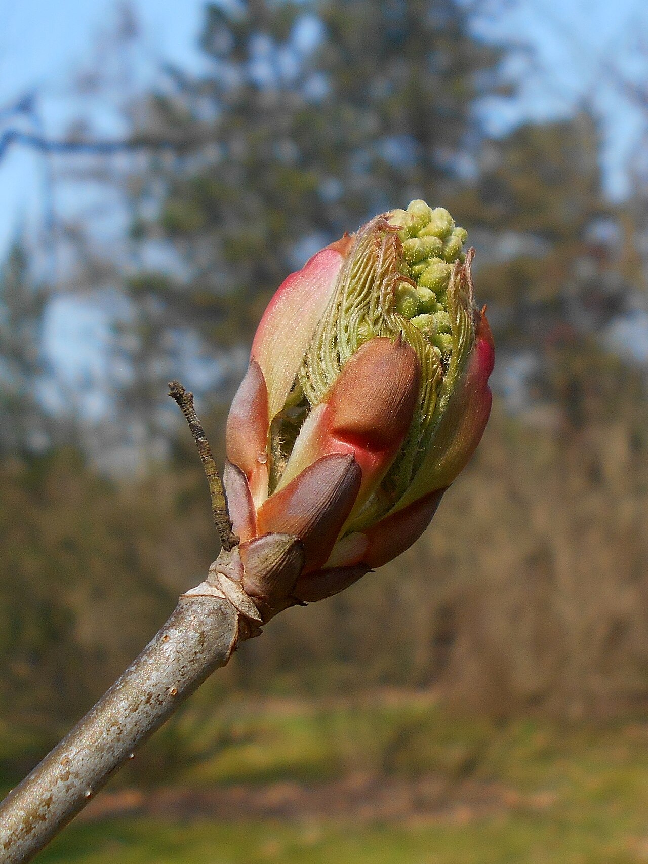Aesculus pavia