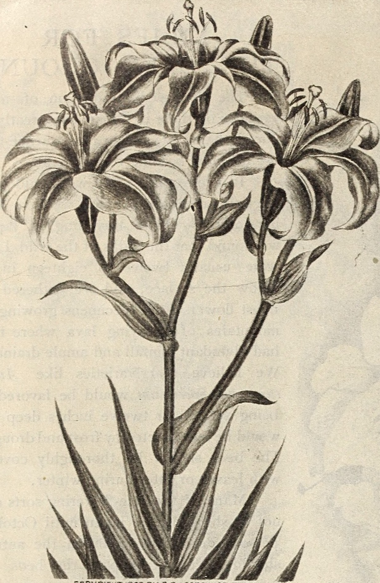 Lilium monodelphum