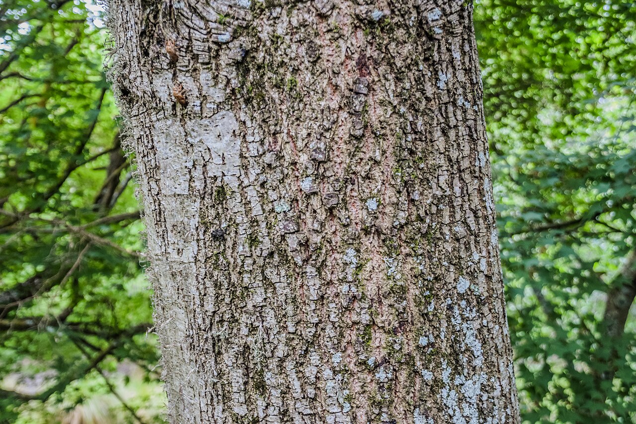 Castanopsis delavayi