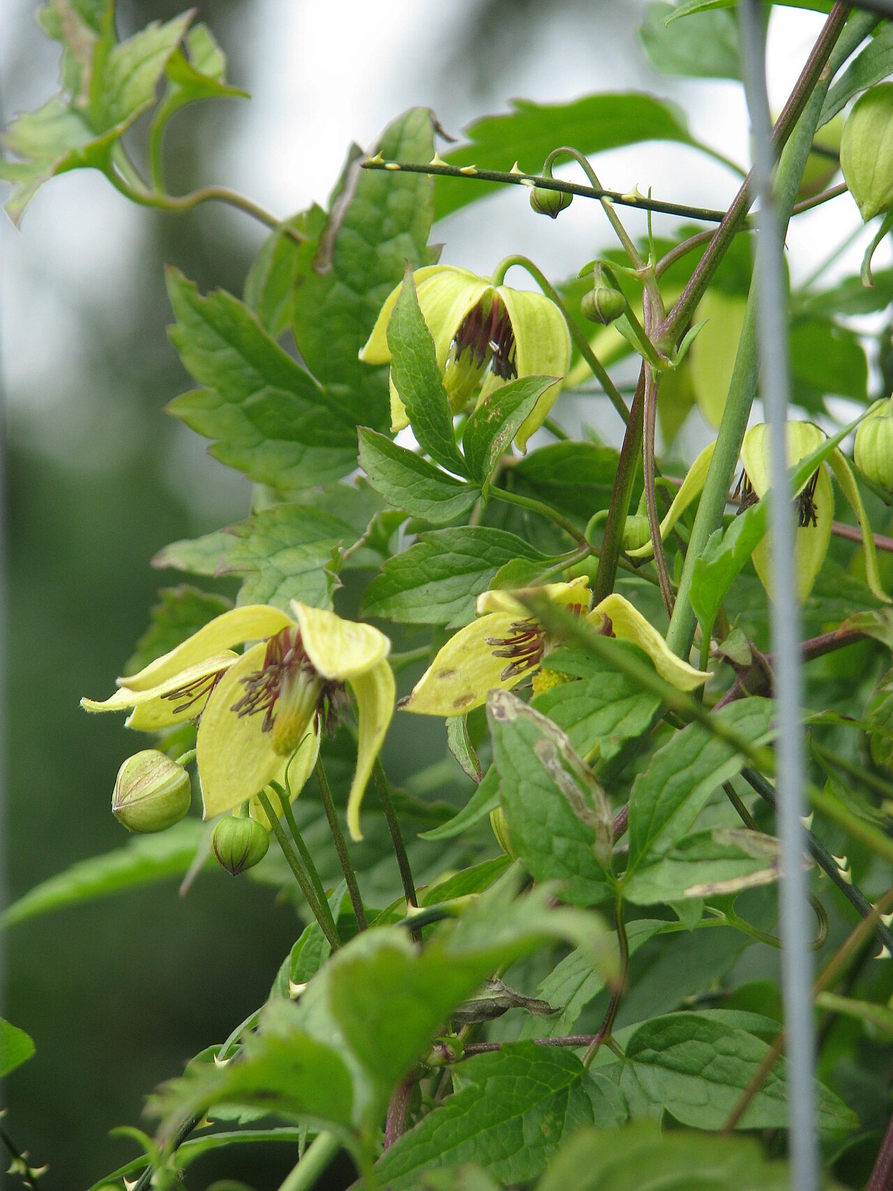 Clematis apiifolia