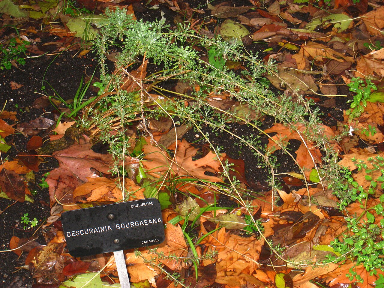 Descurainia bourgaeana
