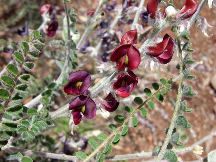 Swainsona burkittii