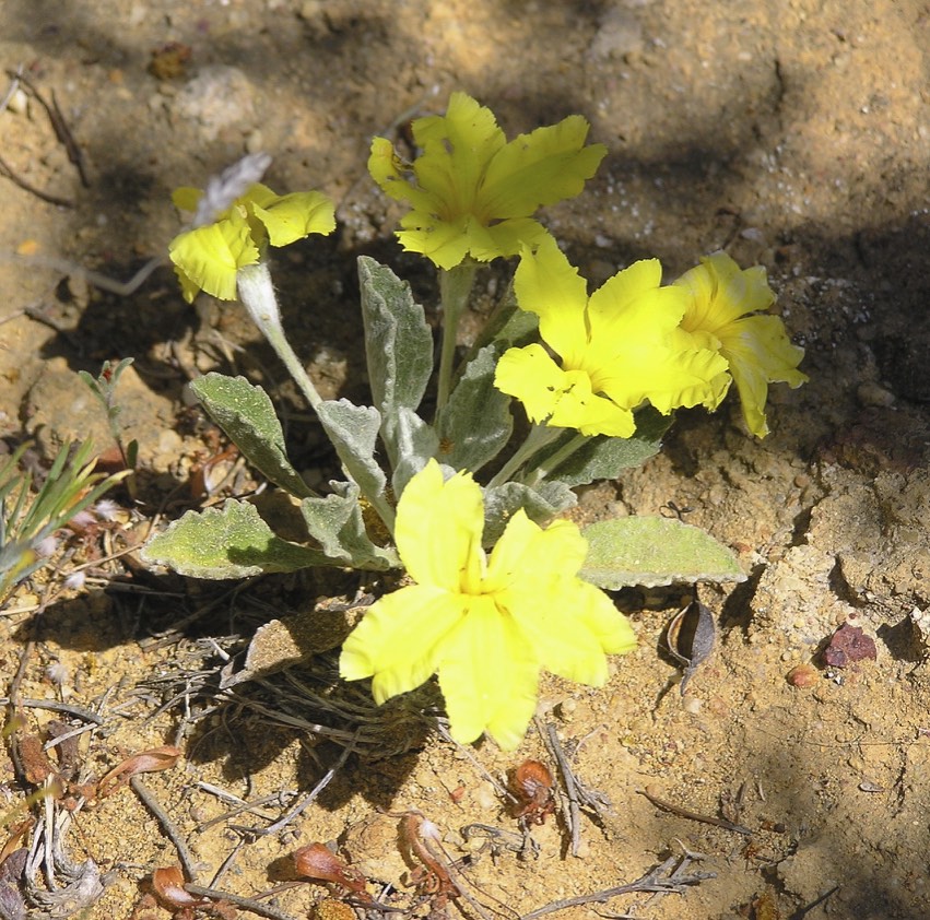 Goodenia affinis