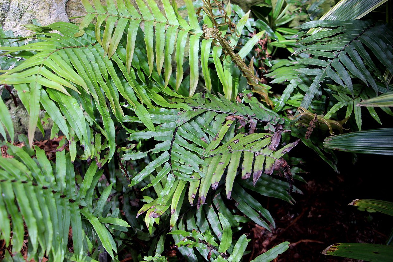 Parablechnum camfieldii