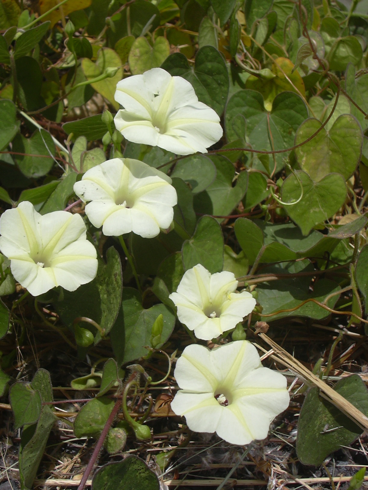 Ipomoea acanthocarpa