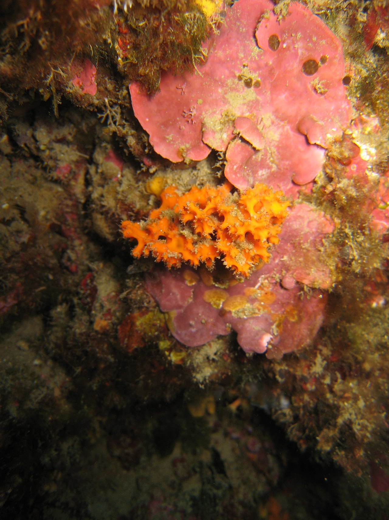 Acanthella acuta