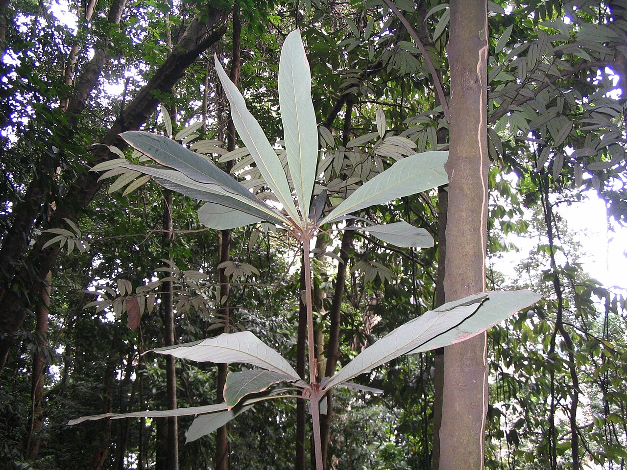 Actinodaphne malaccensis