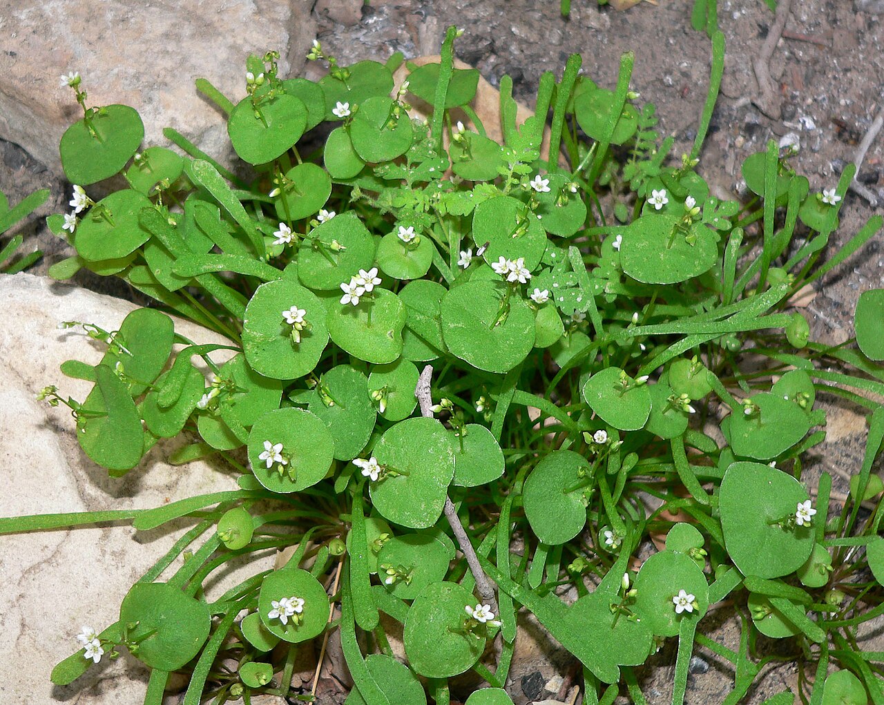 Claytonia parviflora