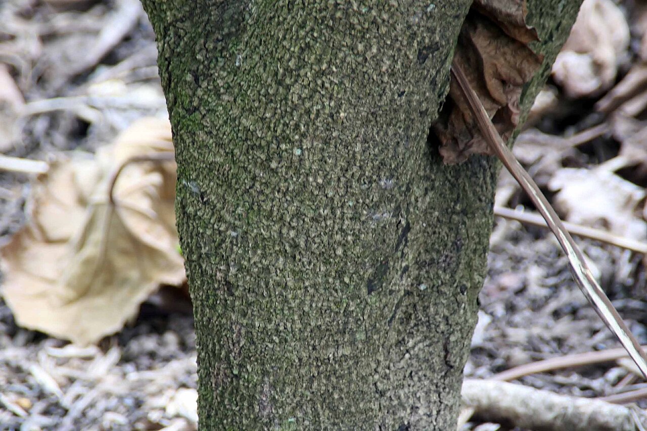 Macaranga grandifolia