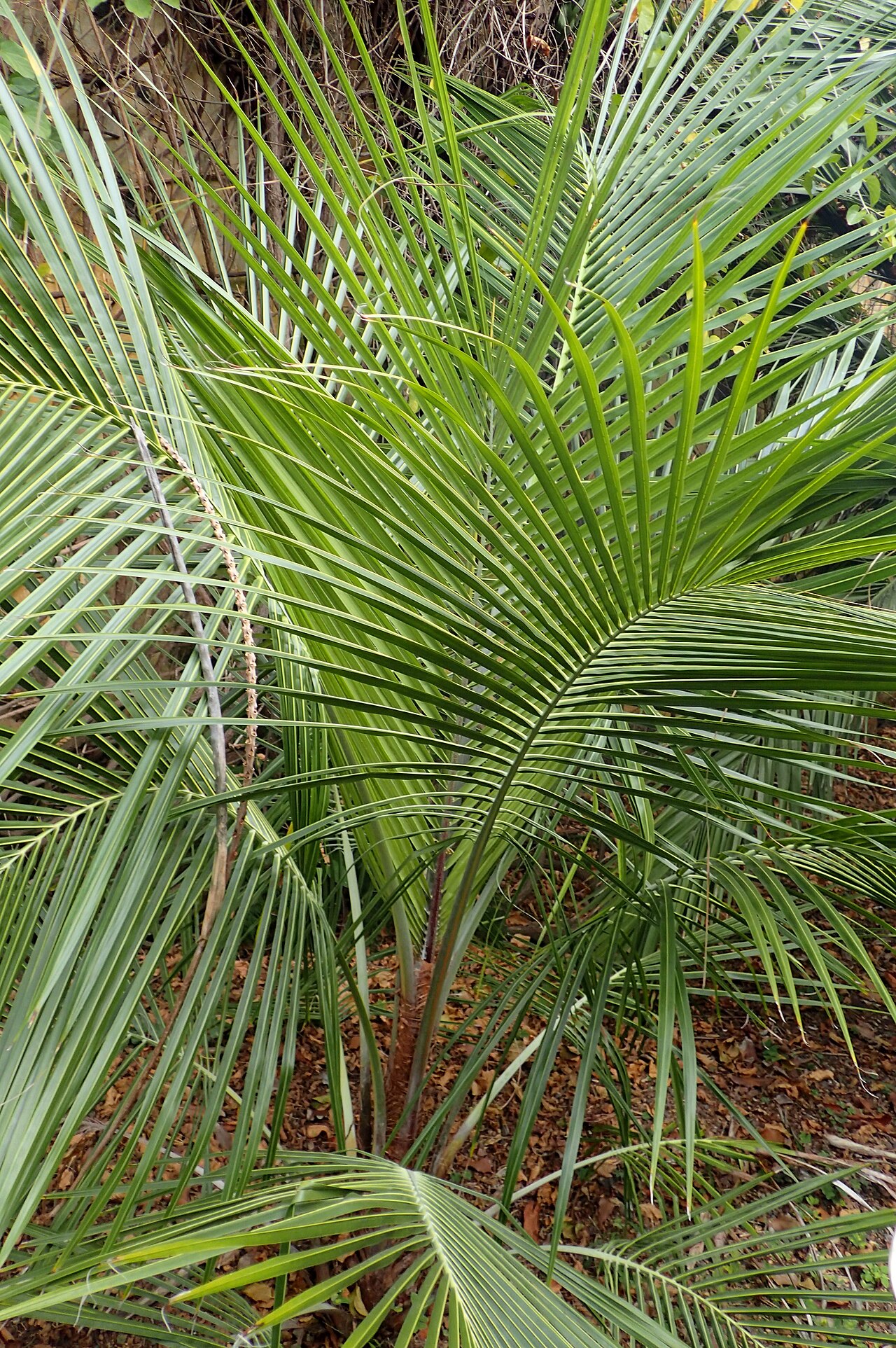 Coastal beccariophoenix