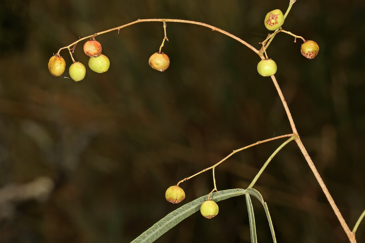 Searsia keetii