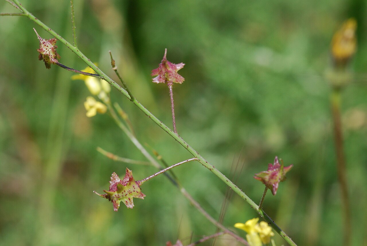 Bunias erucago