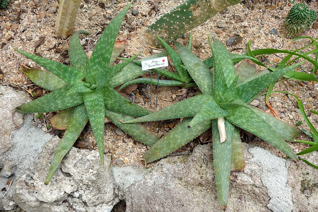 Aloe ellenbeckii