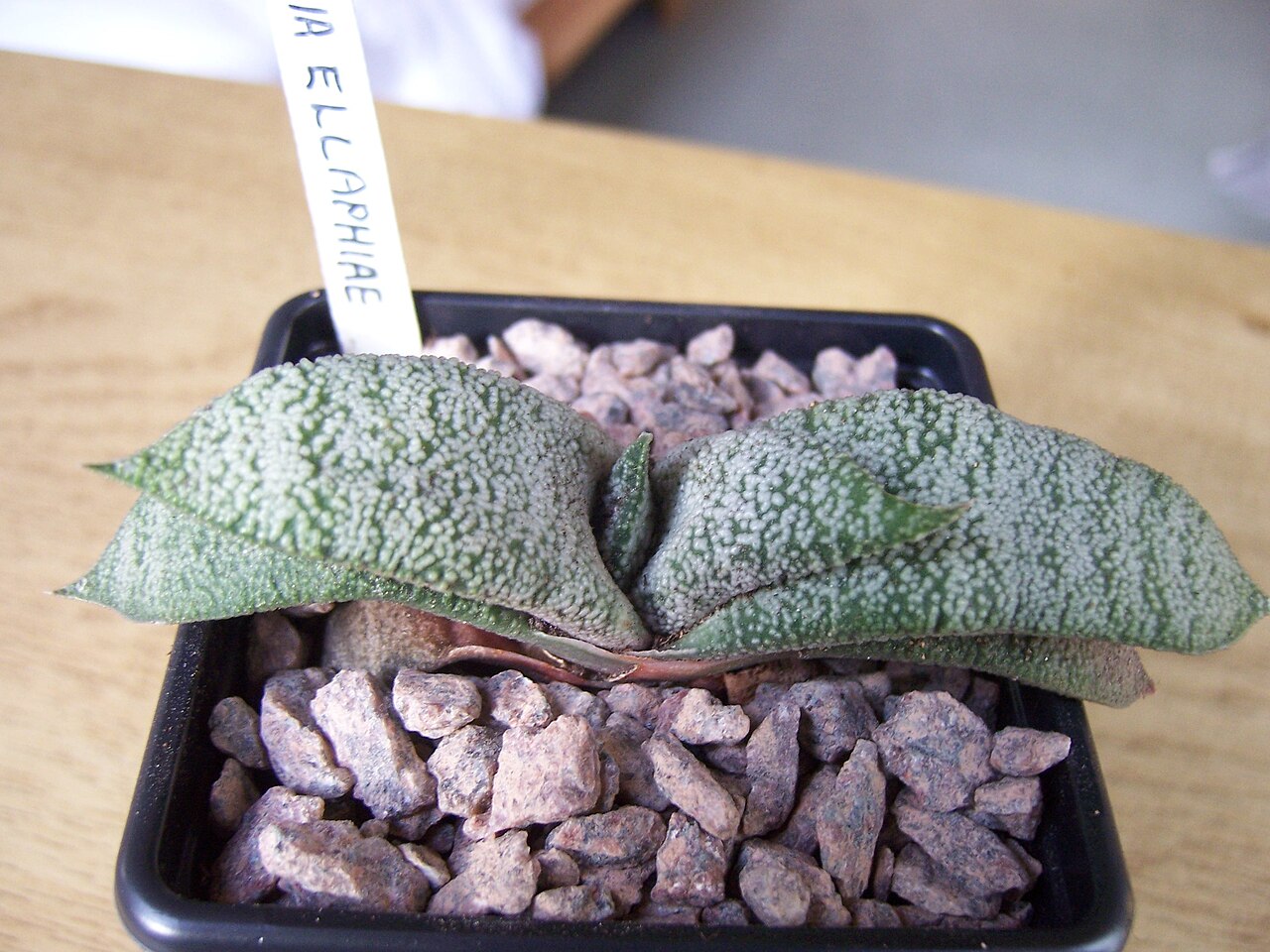 Gasteria ellaphieae