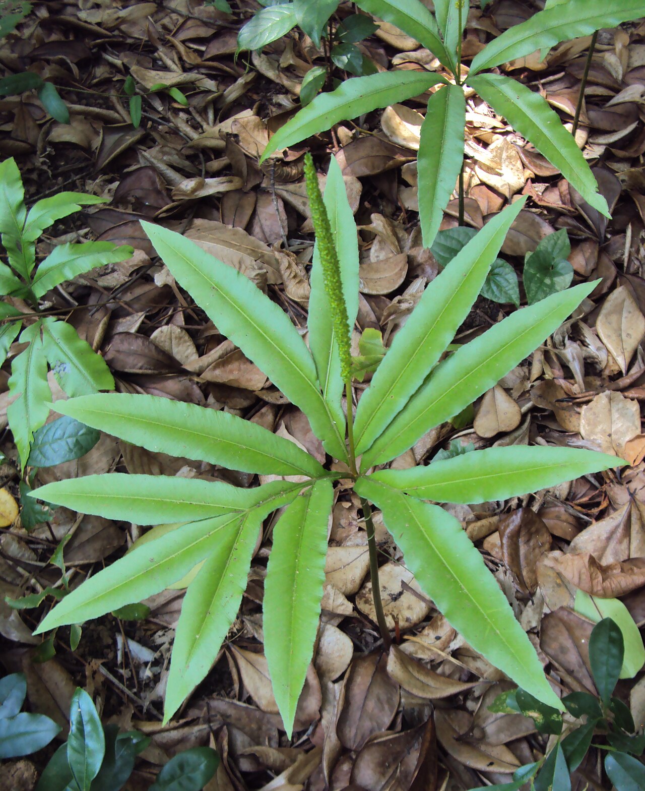 Helminthostachys zeylanica