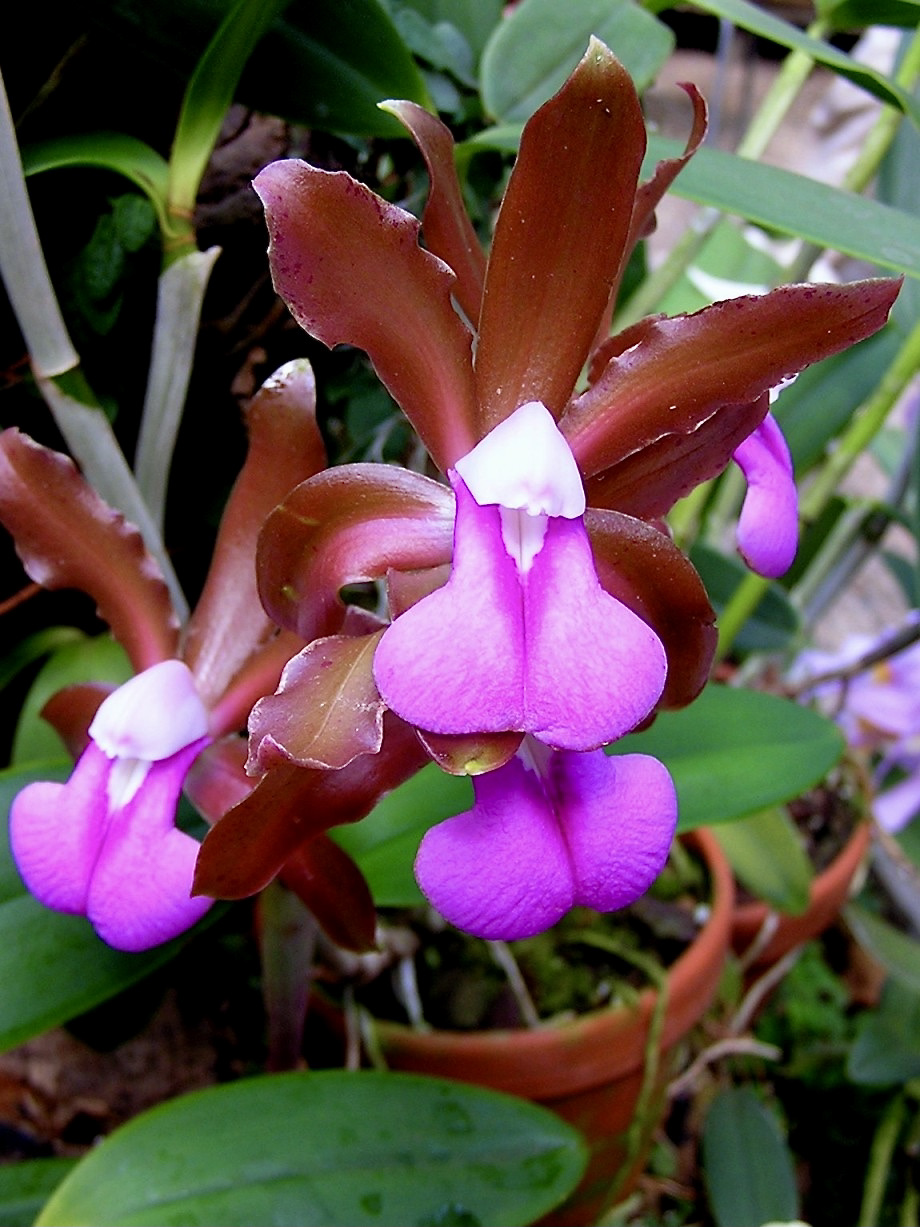 Cattleya bicolor