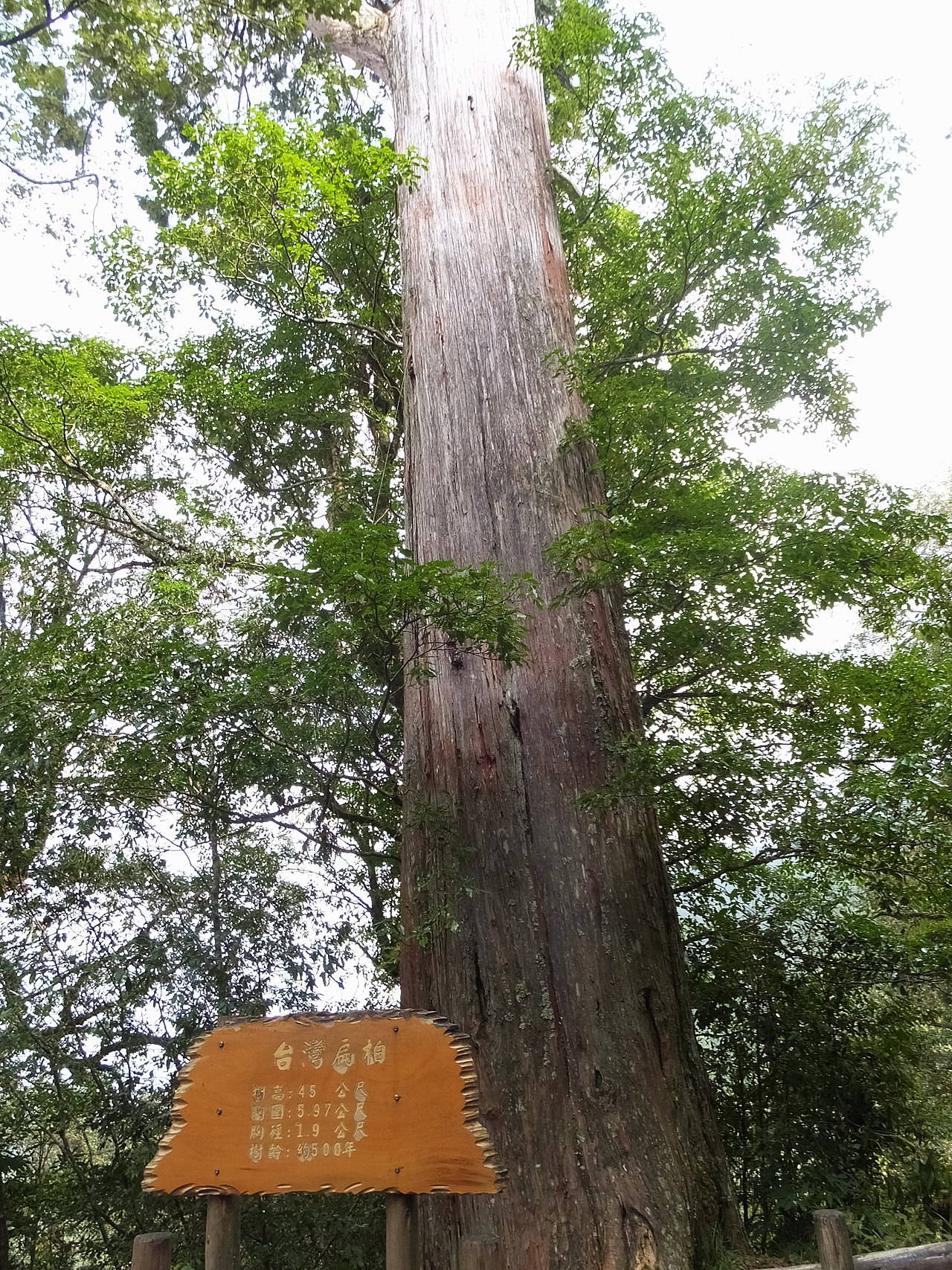 Chamaecyparis taiwanensis