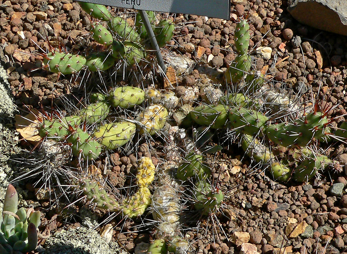 Cumulopuntia fulvicoma