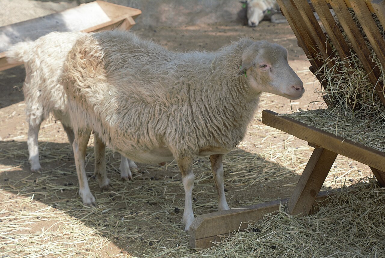 Roslag sheep