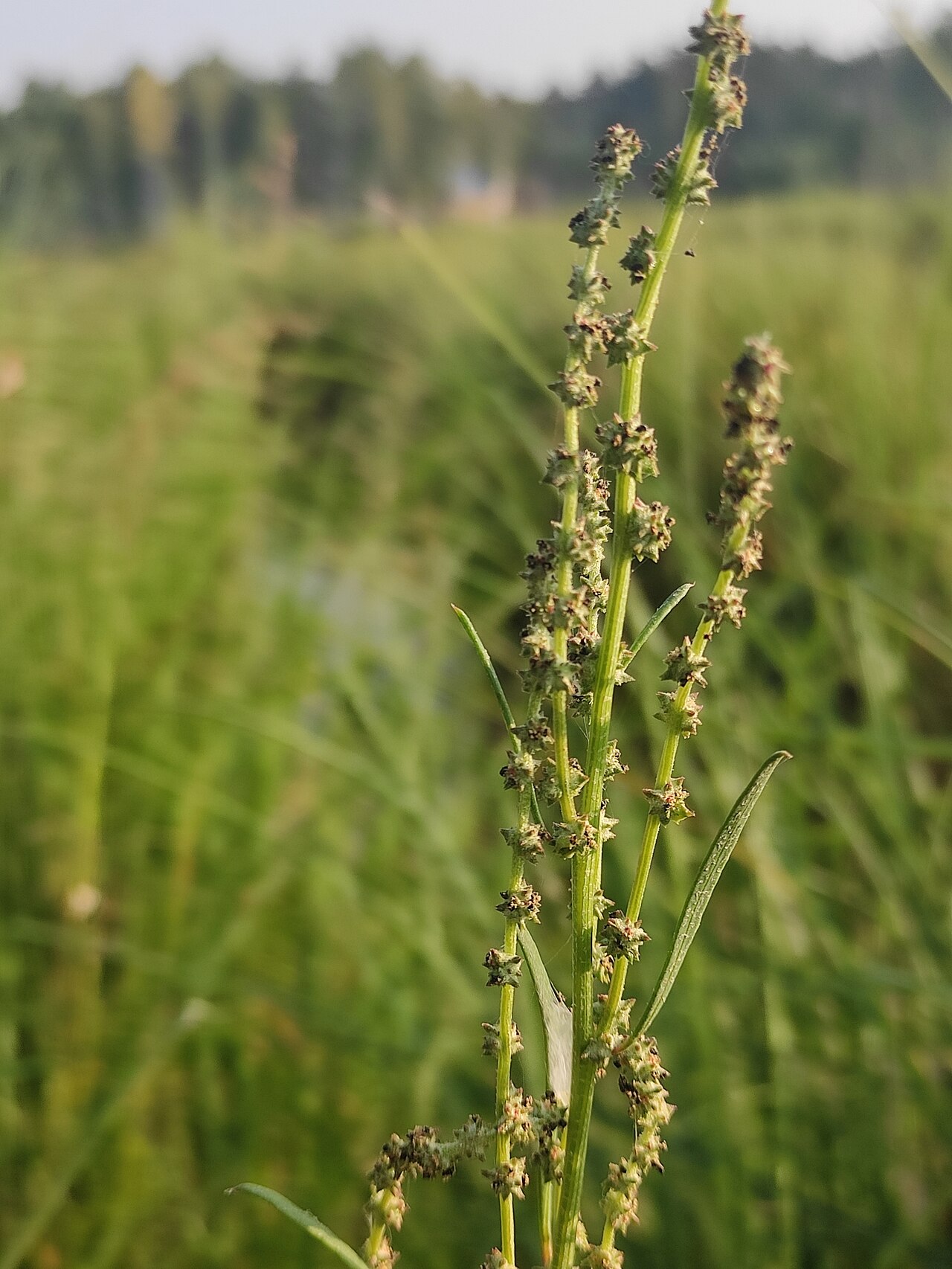 Atriplex littoralis