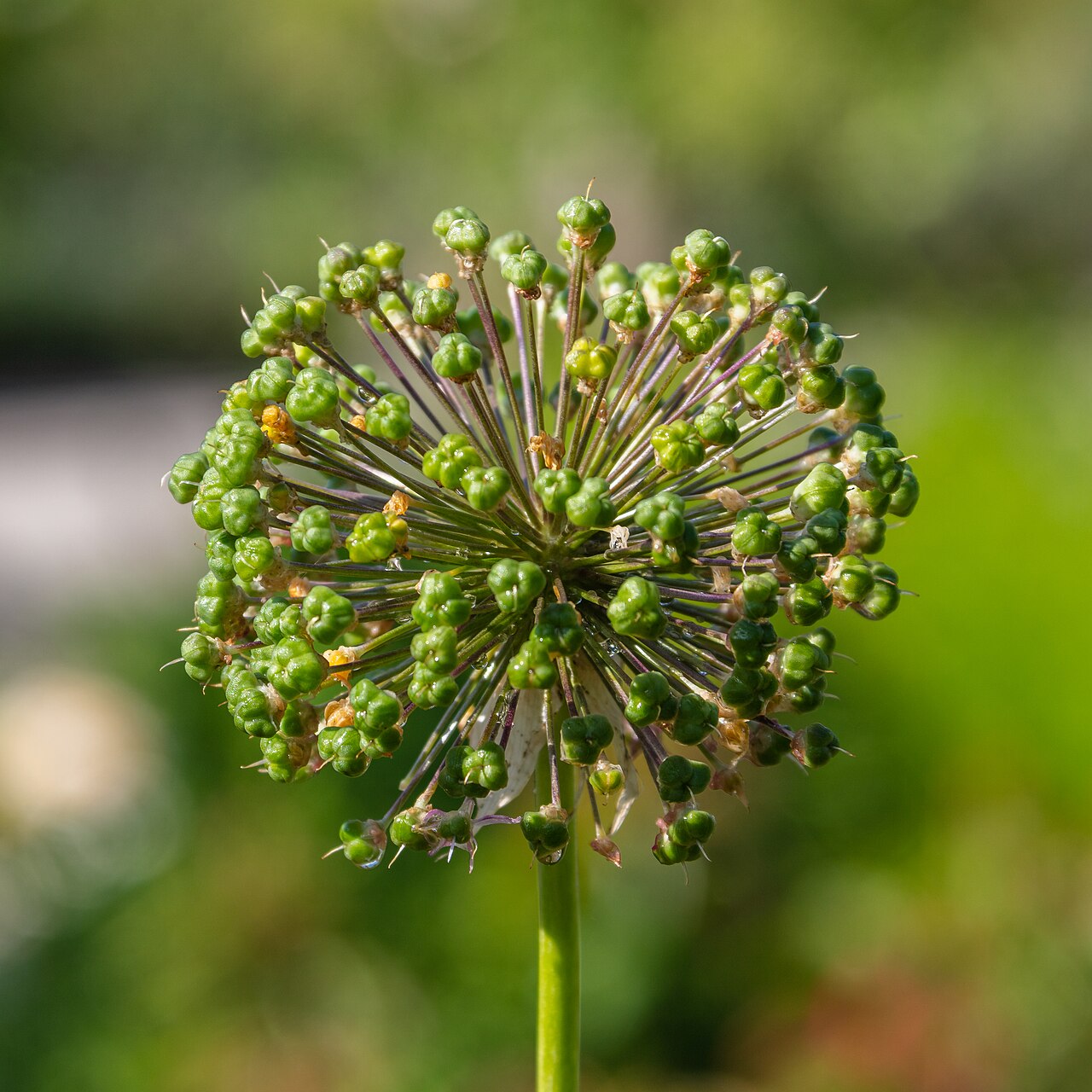 Allium stipitatum