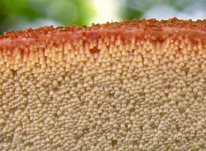 Beefsteak fungus