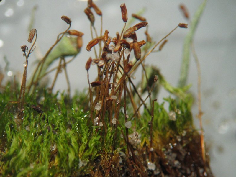 Ceratodon purpureus