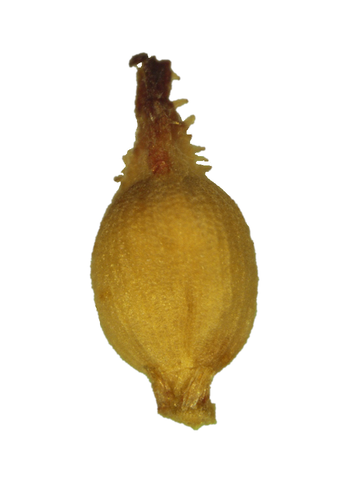 Schoenus brunnescens