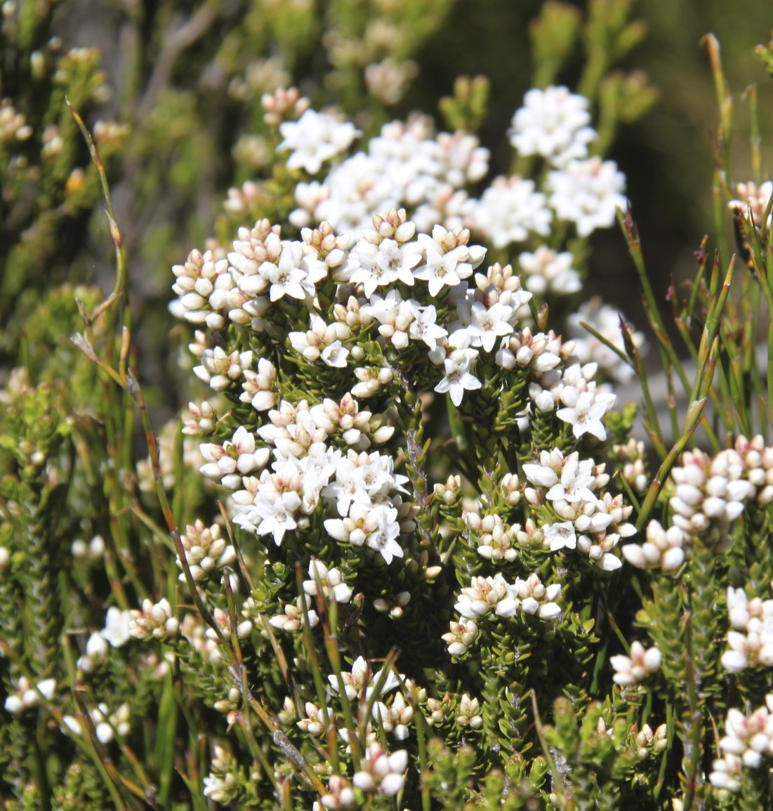 Epacris glacialis
