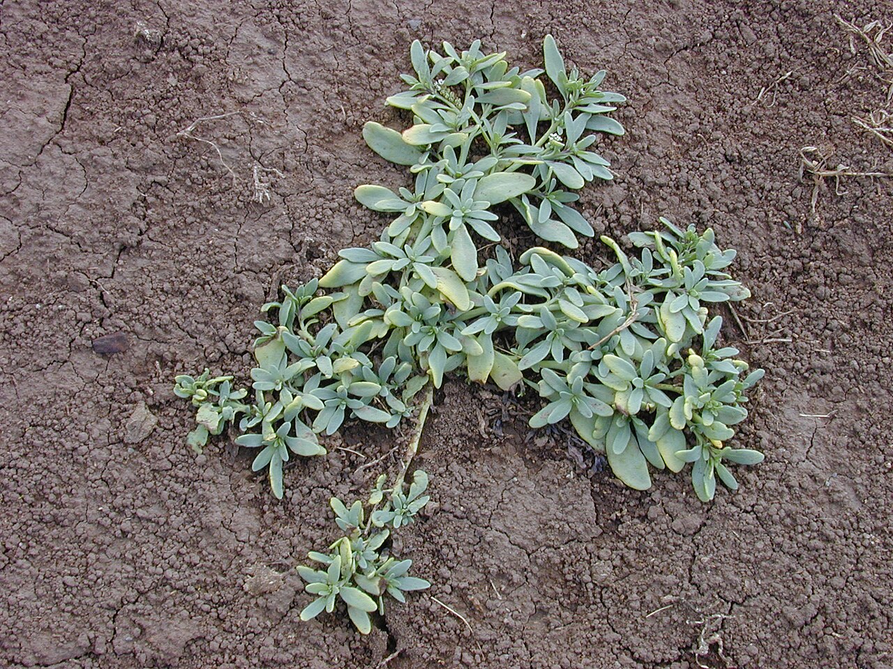 Heliotropium curassavicum