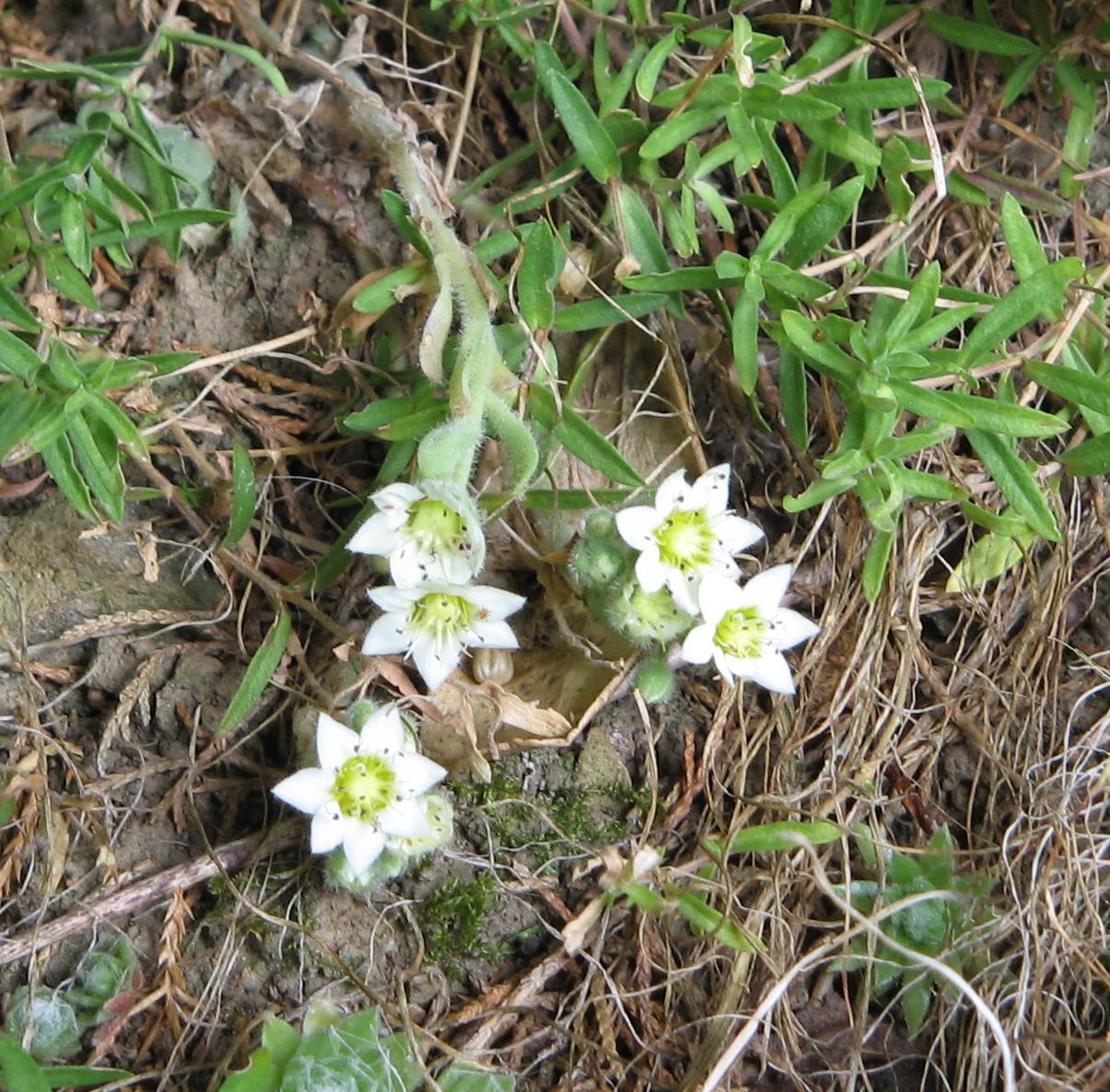 Rosularia sedoides
