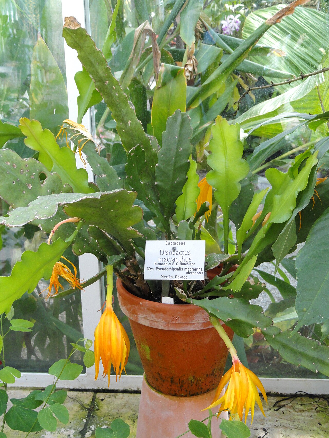 Disocactus macranthus