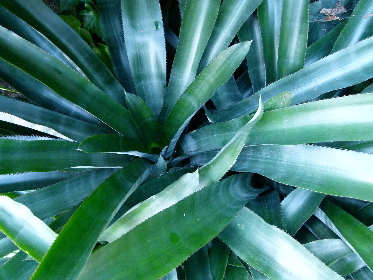 Quesnelia arvensis