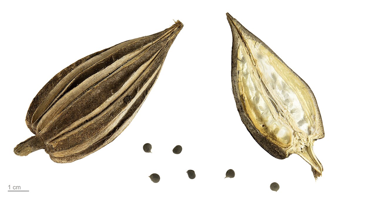 Abelmoschus esculentus