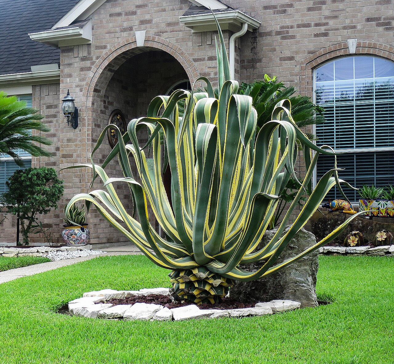 Agave americana