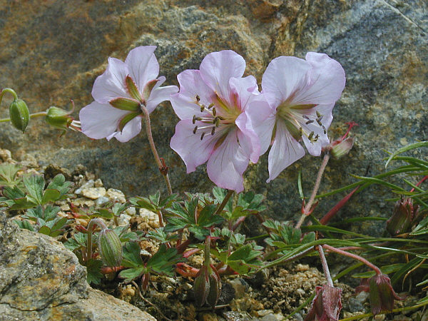 Geranium farreri