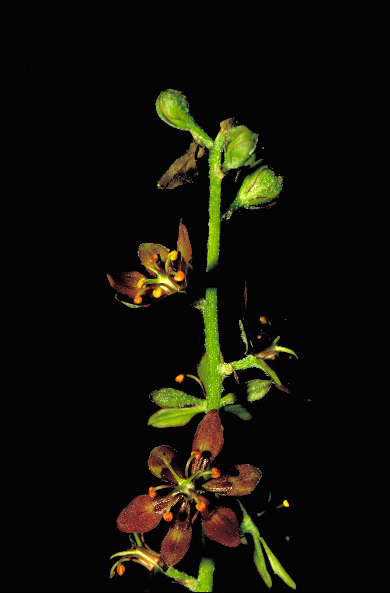 Veratrum woodii