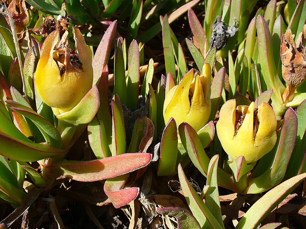 Carpobrotus edulis