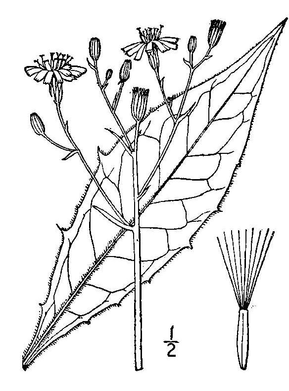 Hieracium lachenalii