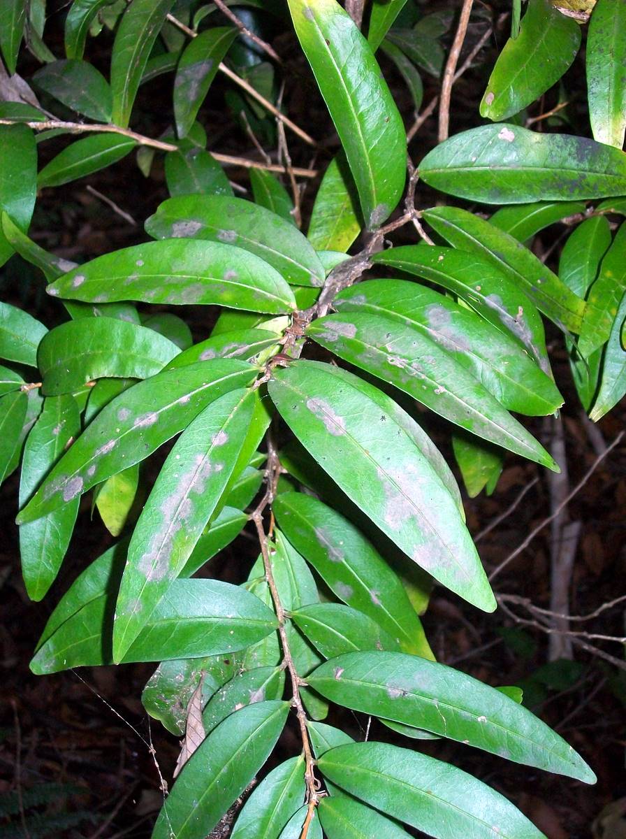 Hedraianthera porphyropetala