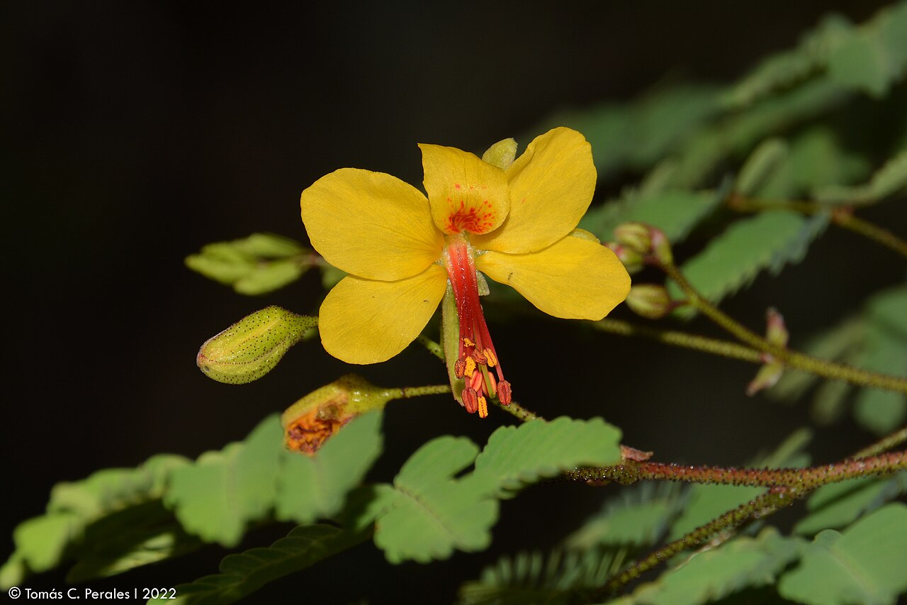Arquita mimosifolia