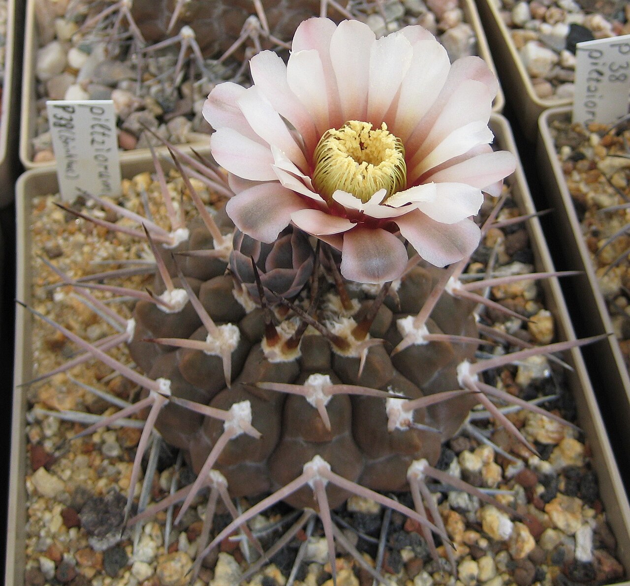 Gymnocalycium bodenbenderianum