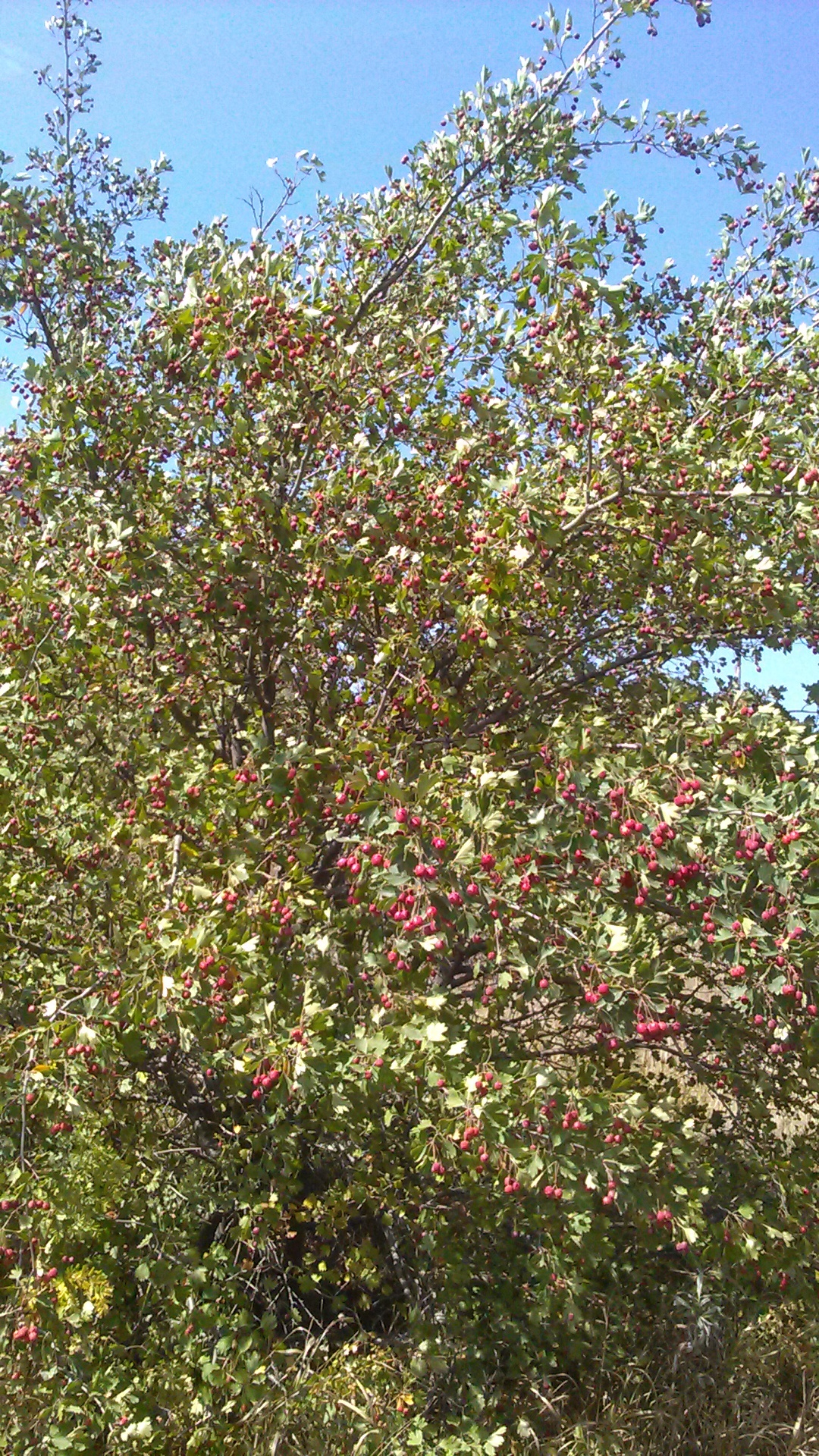 Crataegus ×dipyrena