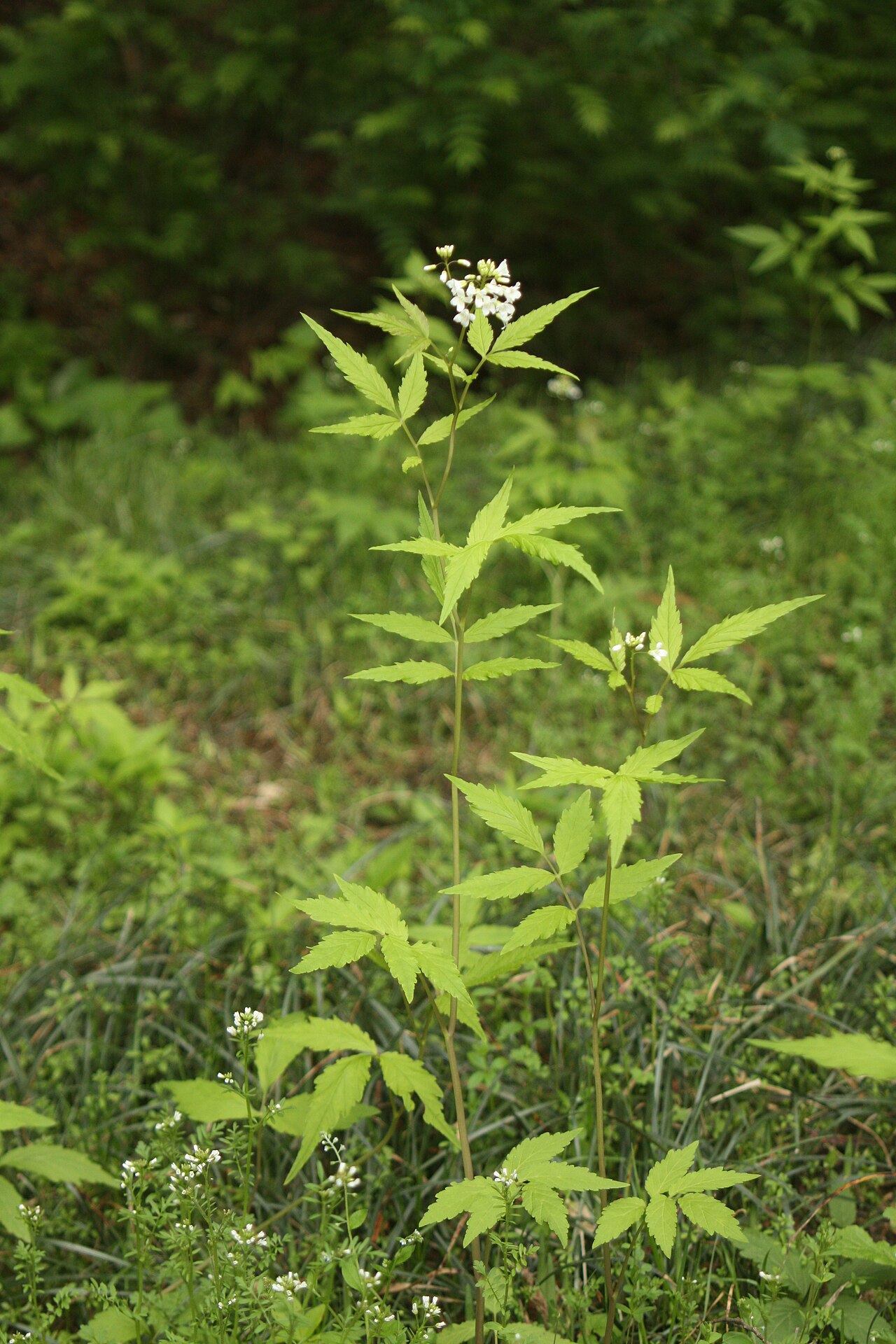 Cardamine leucantha