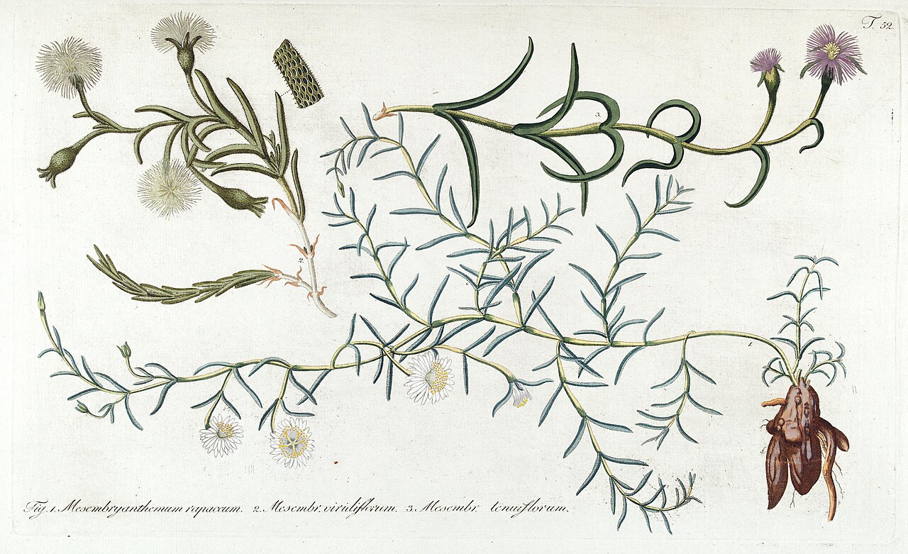 Mesembryanthemum tenuiflorum